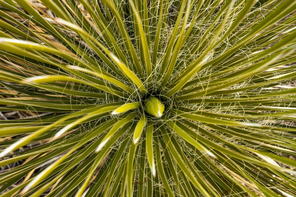 La planta del sotol, del género Dasylirion.