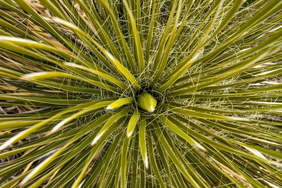 La planta del sotol, del género Dasylirion.