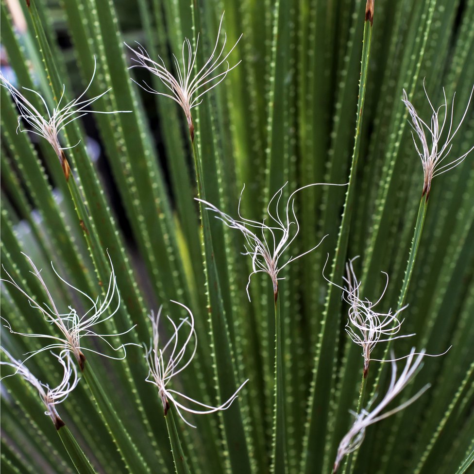 Detalle de las flores de una planta de sotol.