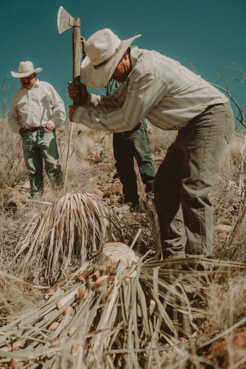 Hombre corta la cabeza de una planta de sotol.