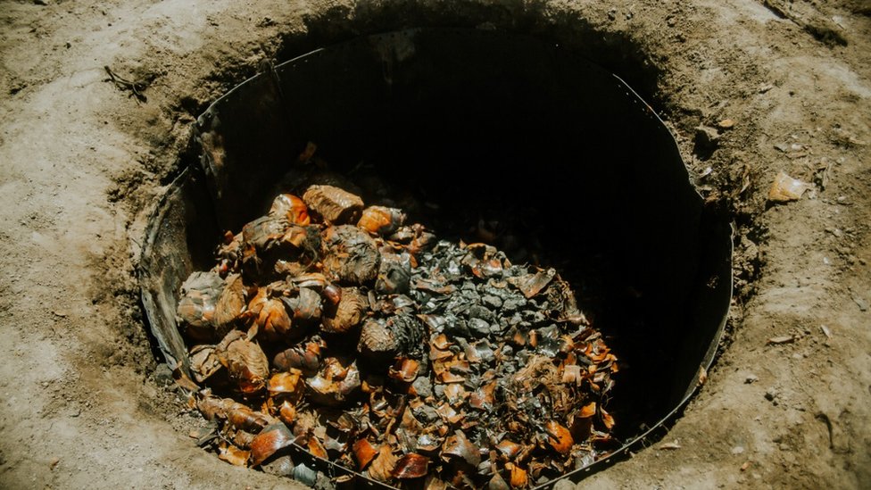 Piñas o cabezas de la planta de sotol en un horno rudimentario construido a ras de suelo.