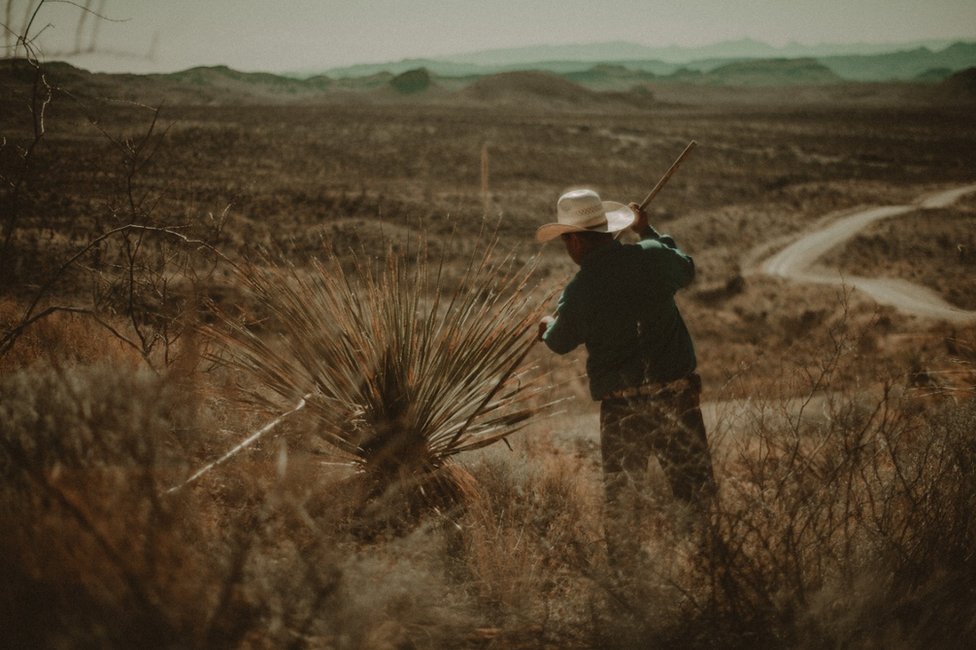 Hombre cortando un Dasylirion.