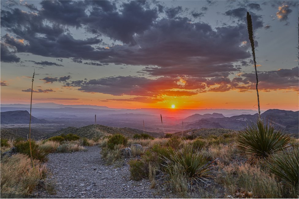 Dasylirion en el Parque Nacional Big Bend, parte del desierto chihuahuense, en en suroeste de Texas.