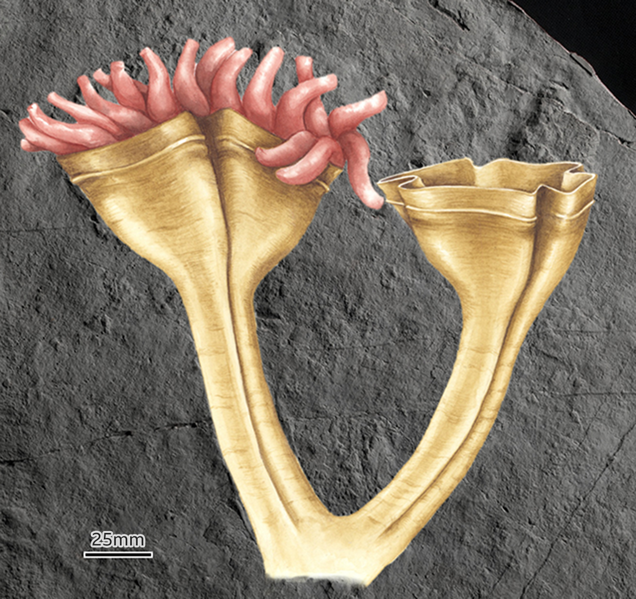 Auroralumina attenboroughii