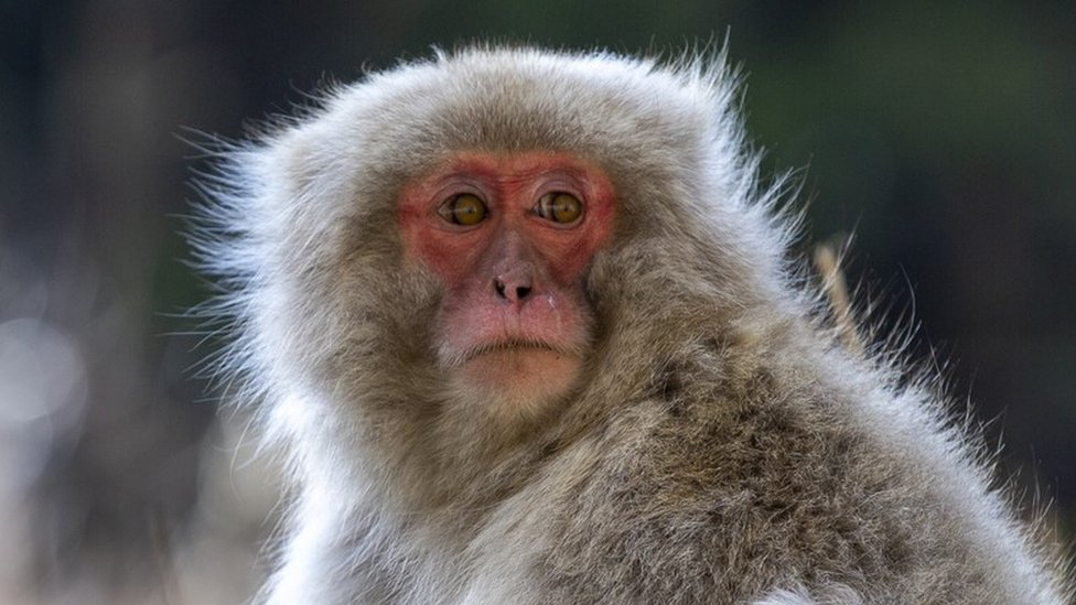 Un mono japonés