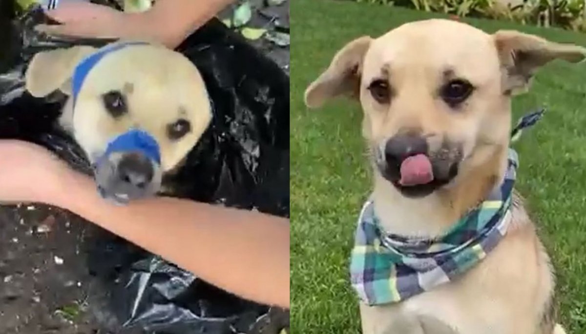 Abandonan a perrito amarrado con cinta dentro de una bolsa para basura