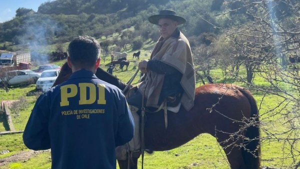 PDI encuentra 80 caballos en predio de Pichidegua