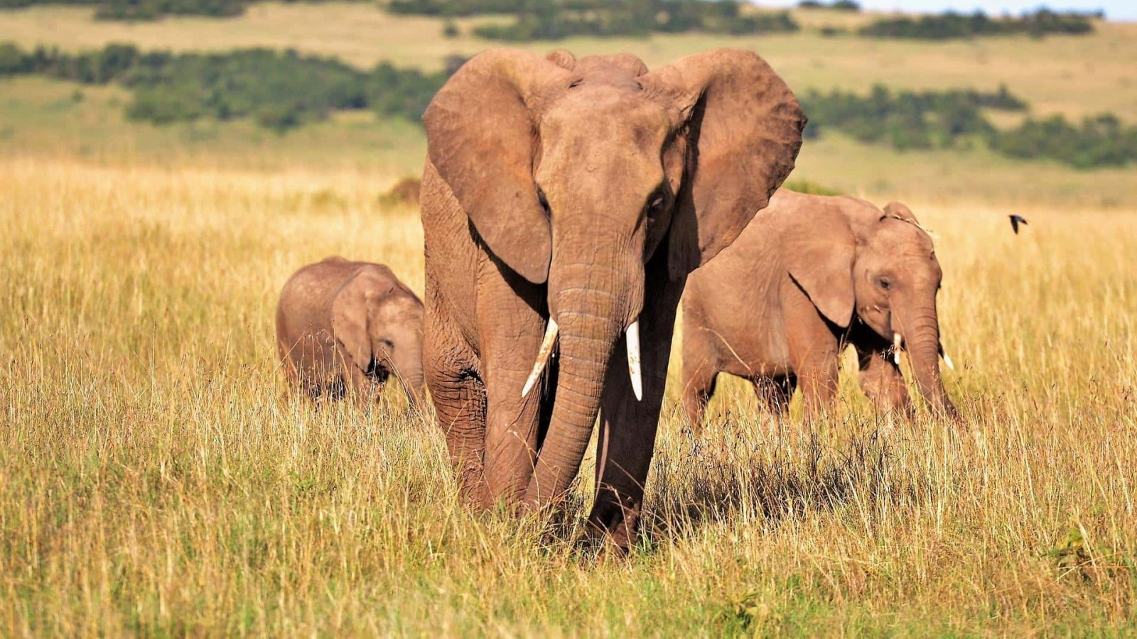 Cazador muere aplastado por elefante en Zimbabue