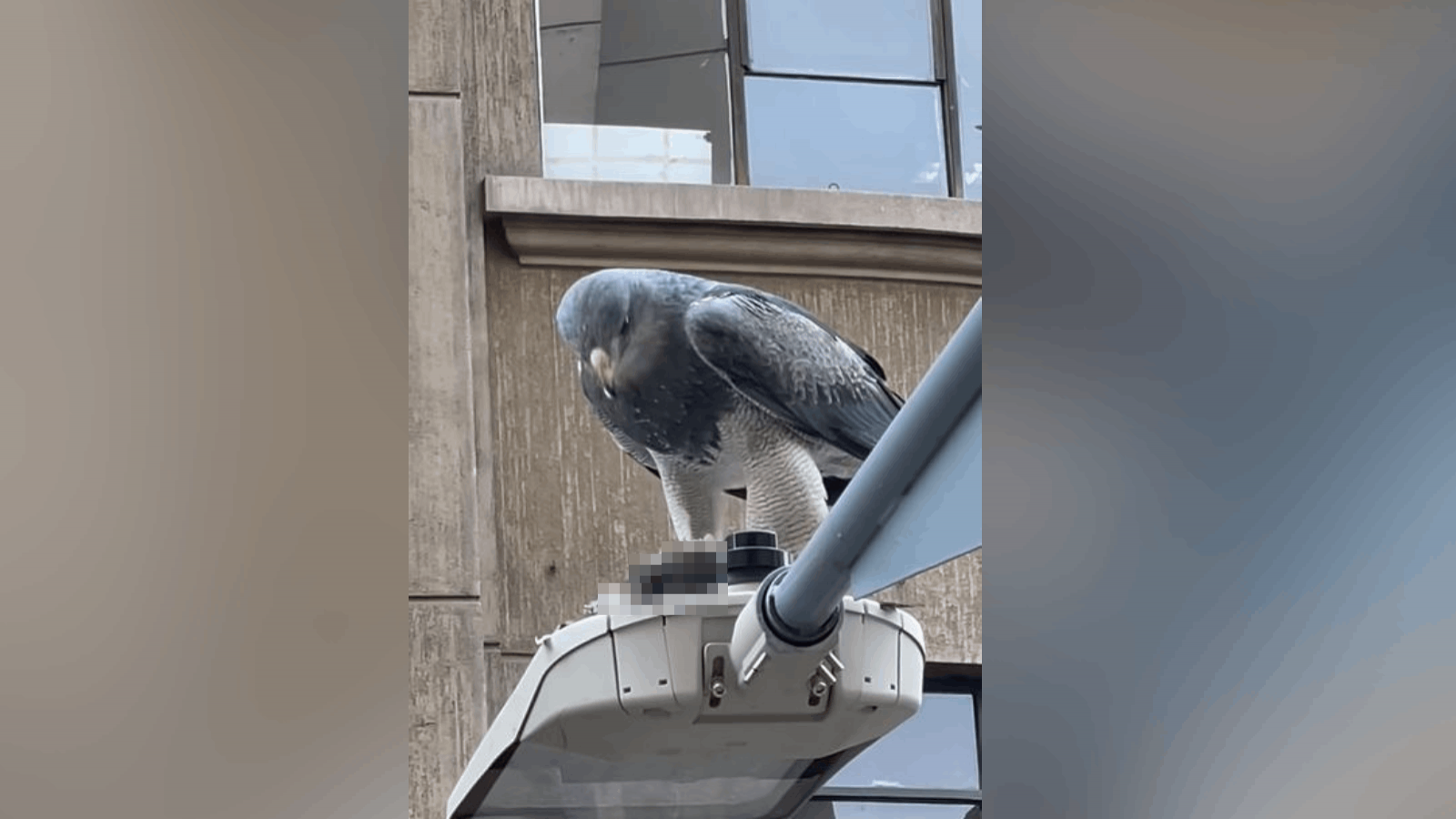 Un águila fue captada comiendo en pleno centro de Santiago