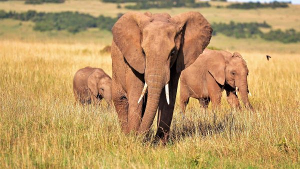 Cazador muere aplastado por elefante en Zimbabue