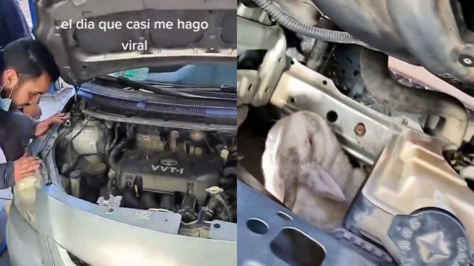 Capturas de video viral que muestra a mecánicos encontrando a un conejo al interior del compartimiento del motor de un auto en plena revisión técnica