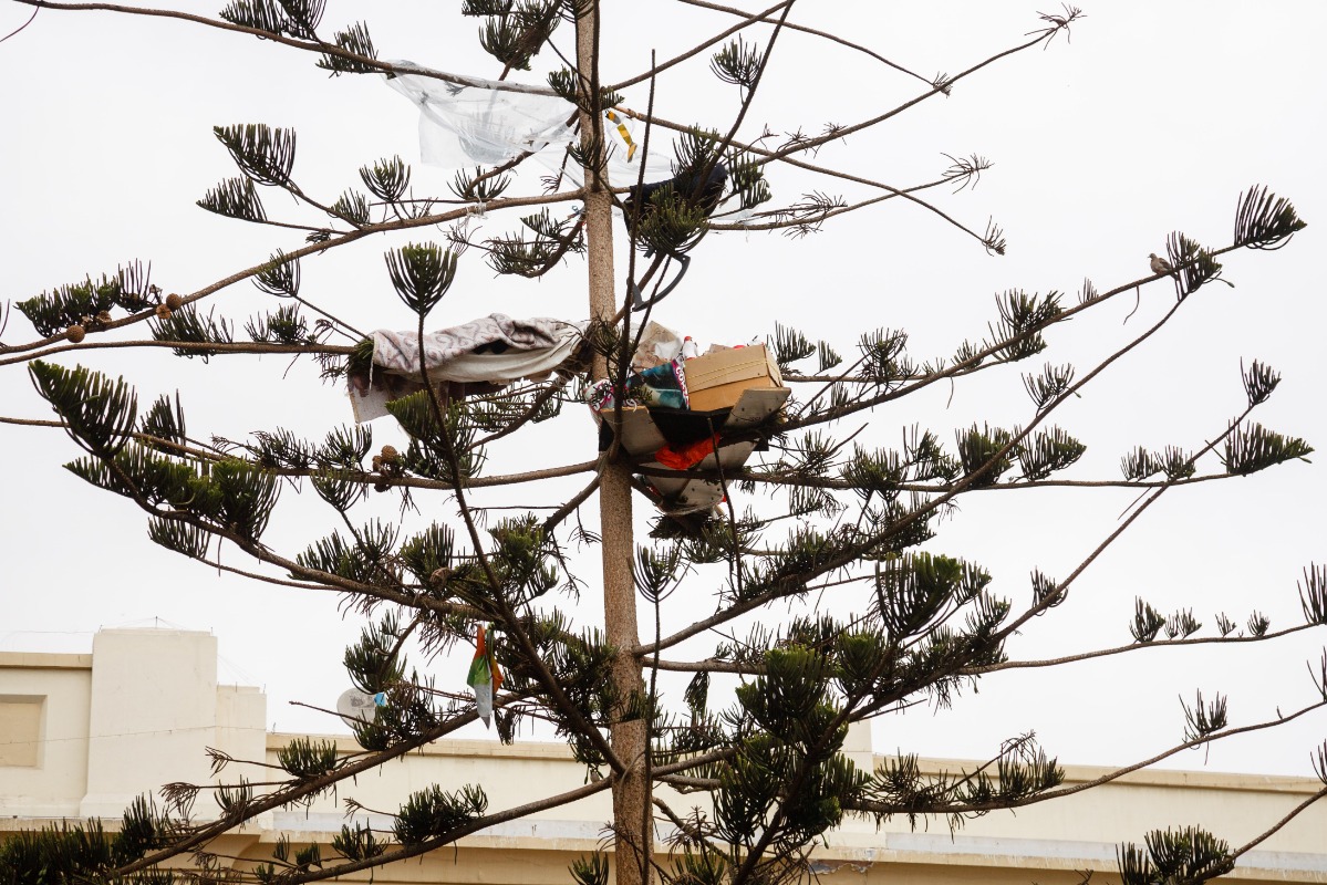 La dramática situación del hombre en situación de calle que duerme en un  árbol en Antofagasta | 24horas