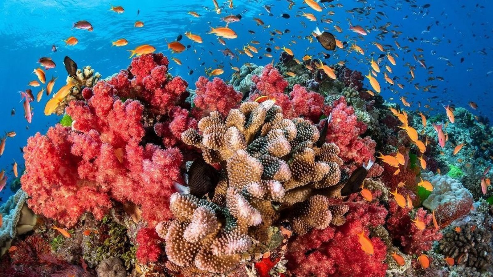 La Gran Barrera de Coral presenta gran incremento, pero aún es vulnerable a los efectos del cambio climático