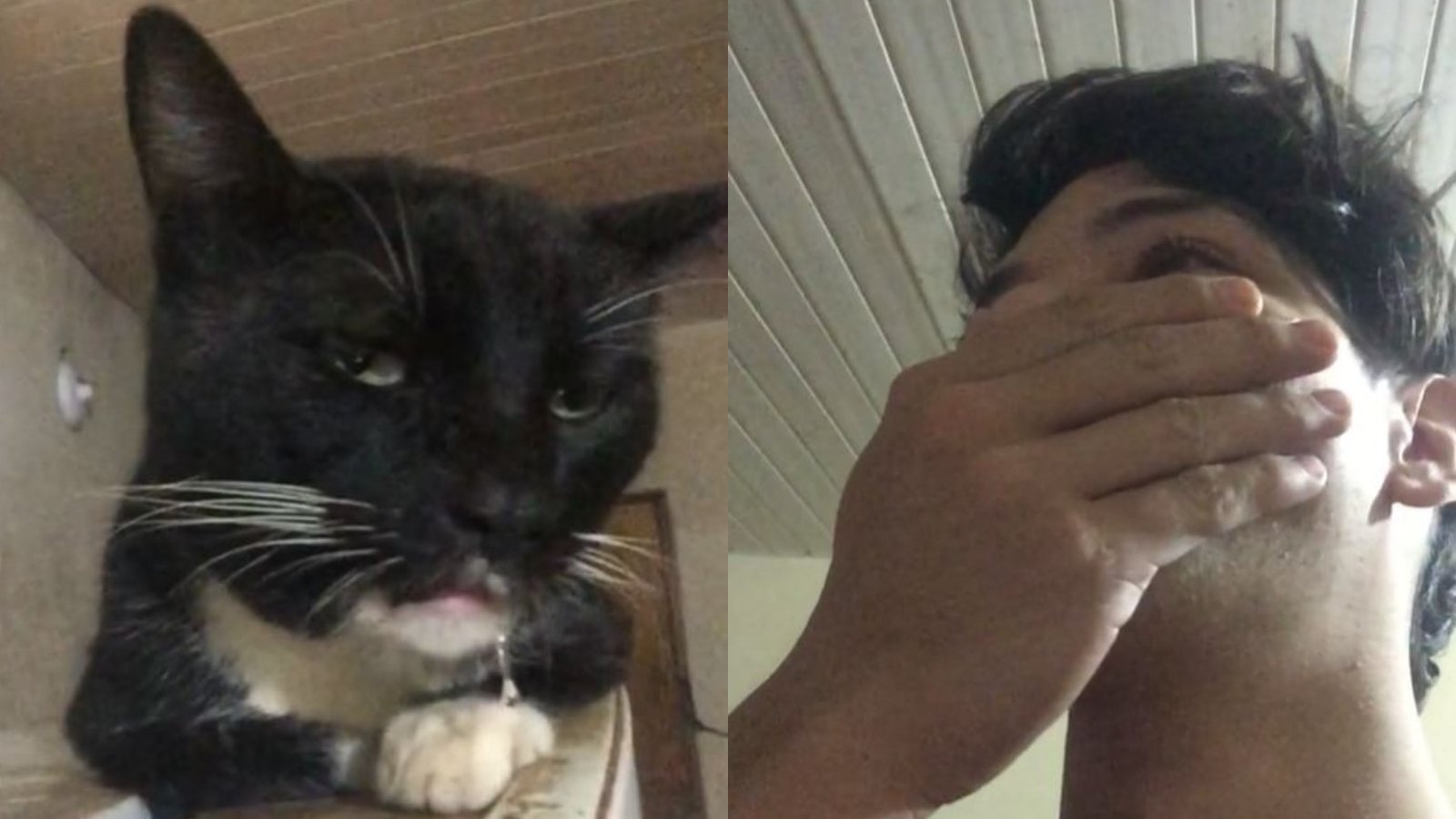 Captura video viral de joven que dijo que su gato consumió brownies de marihuana