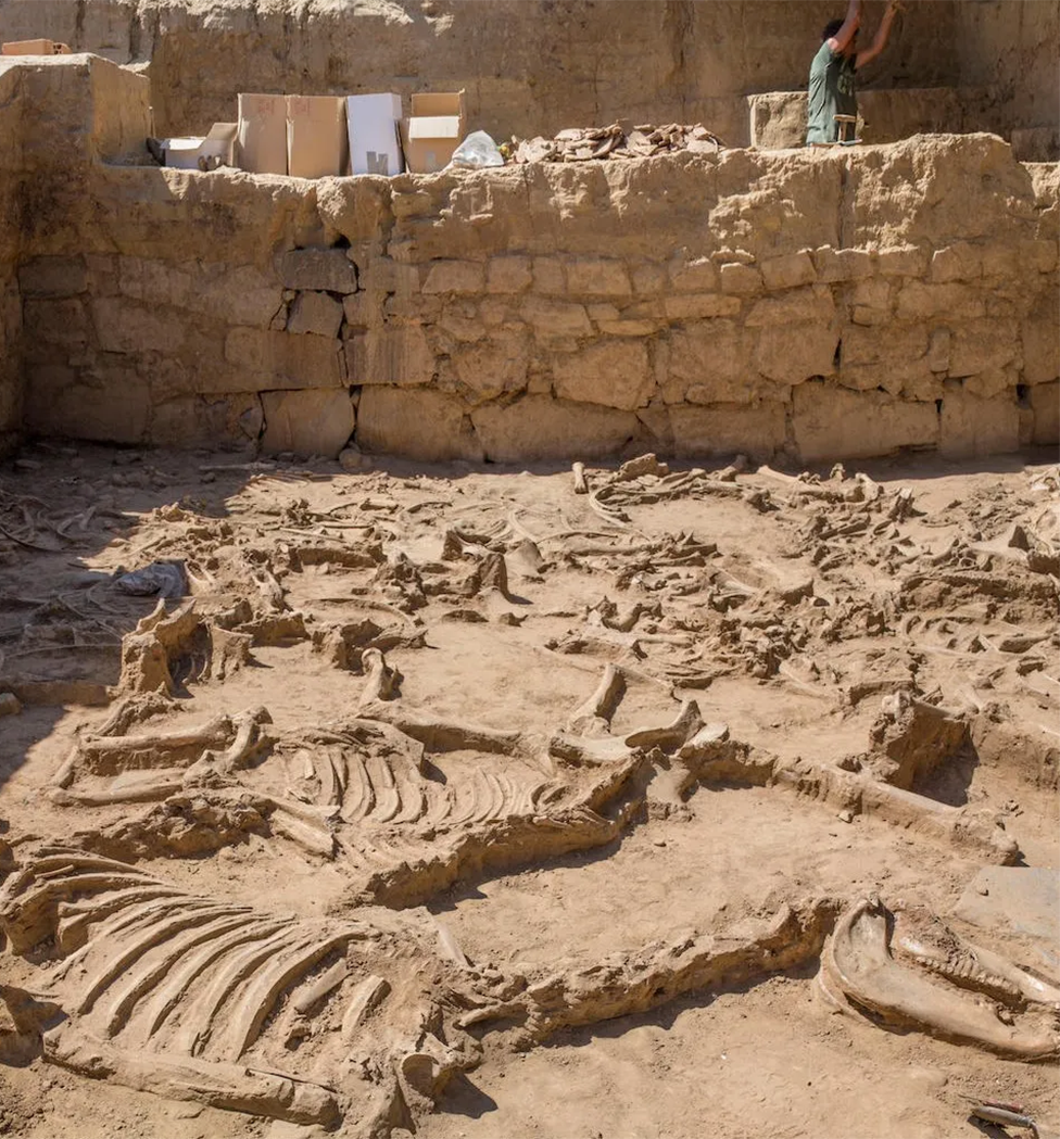 Esqueletos de animales en el yacimiento Casas de Turuñuelo.