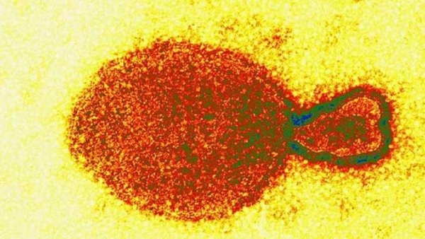El nuevo virus descubierto en China afectó al menos a 35 personas