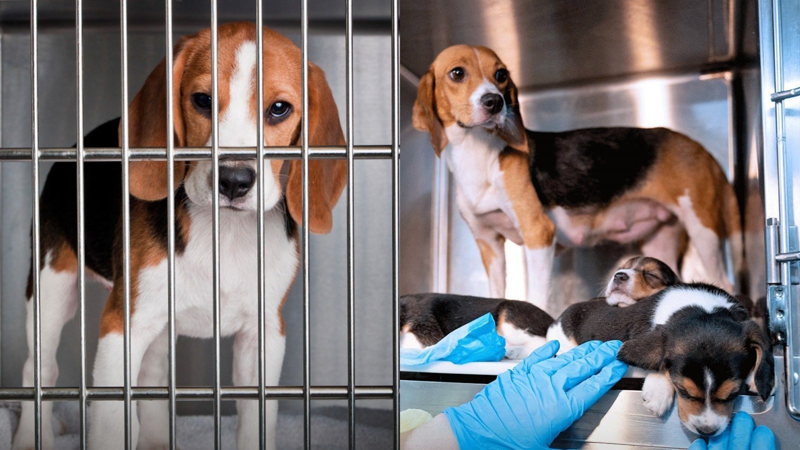 Rescate de perros beagles en Virginia Estados Unidos
