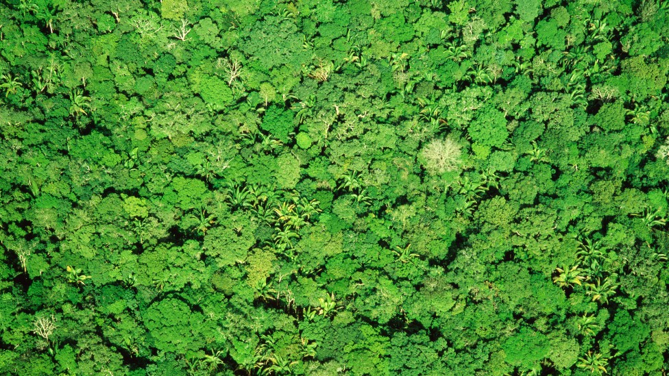 Vista aérea del bosque en la Amazonia