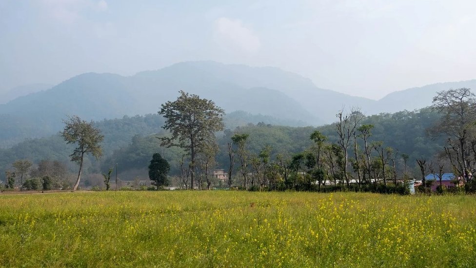 Campos de mostaza amarilla y colinas boscosas y brumosas.