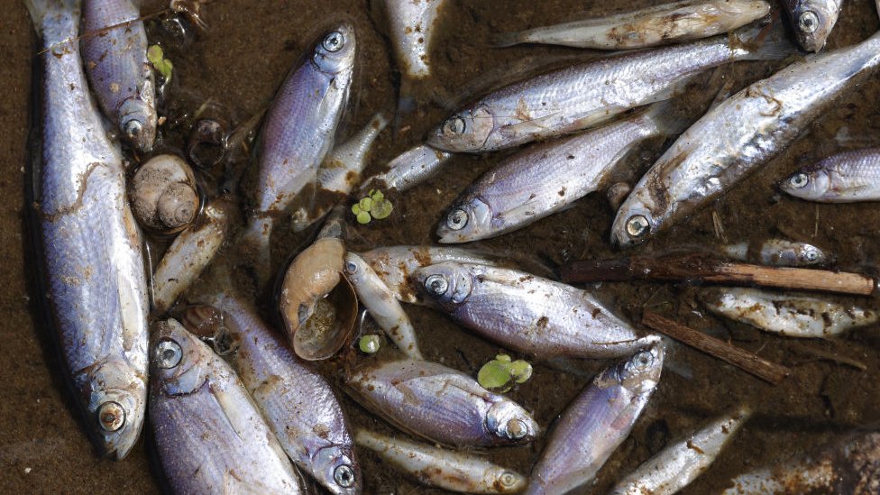 Peces muertos en el río Oder.