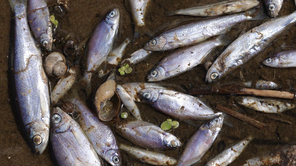 Peces muertos en el río Oder.