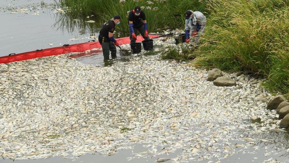 Tres hombres vistiendo un equipo protector usan cubos para retirar los peces muertos del río Oder.