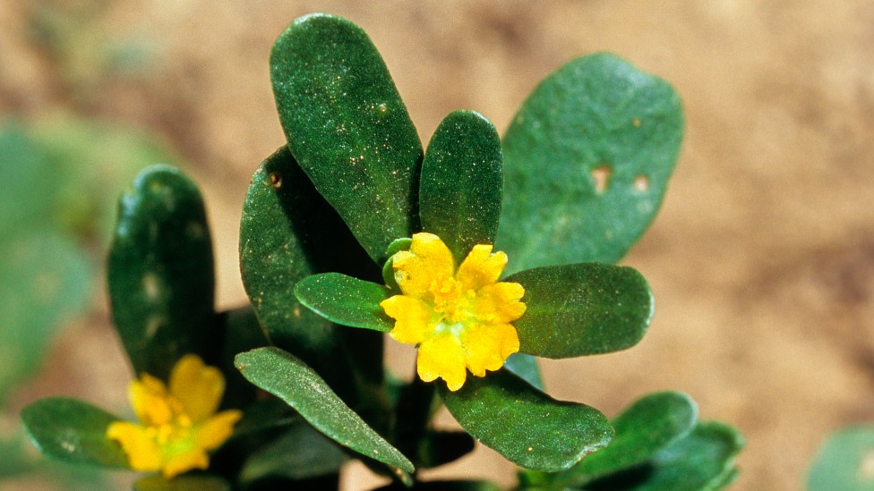 Verdolaga con una flor amarilla