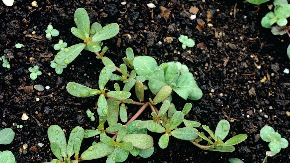 Plantas de verdolaga en la tierra