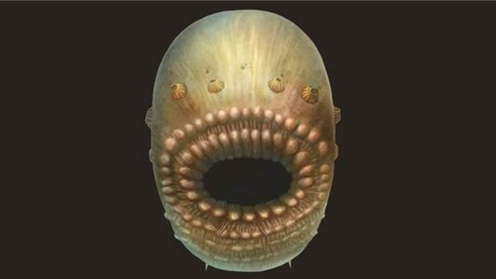 Reconstrucción artística de Saccorhytus coronarius, basada en los hallazgos fósiles originales. La criatura real probablemente no tenía más de un milímetro de tamaño.