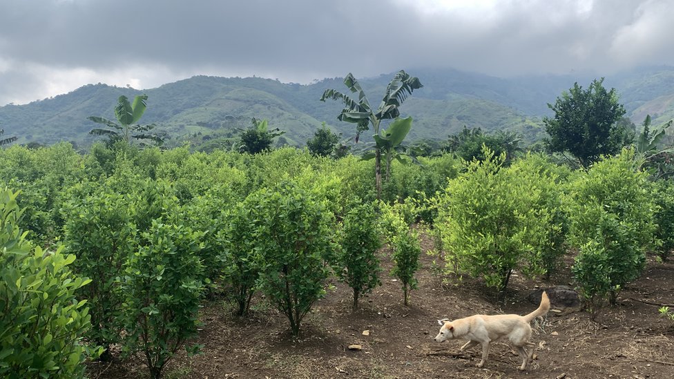 Un perro cruza un cultivo de marihuana.