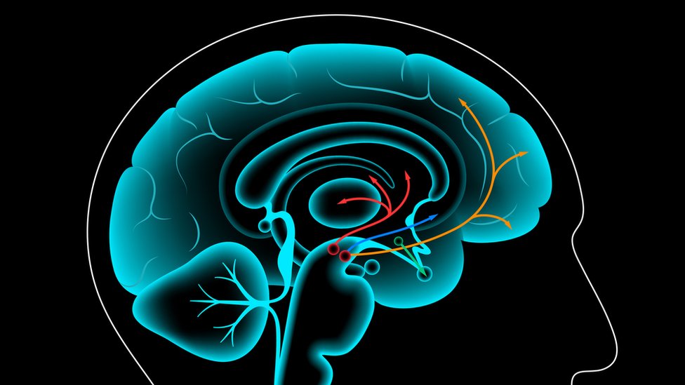 Ilustración de un cerebro