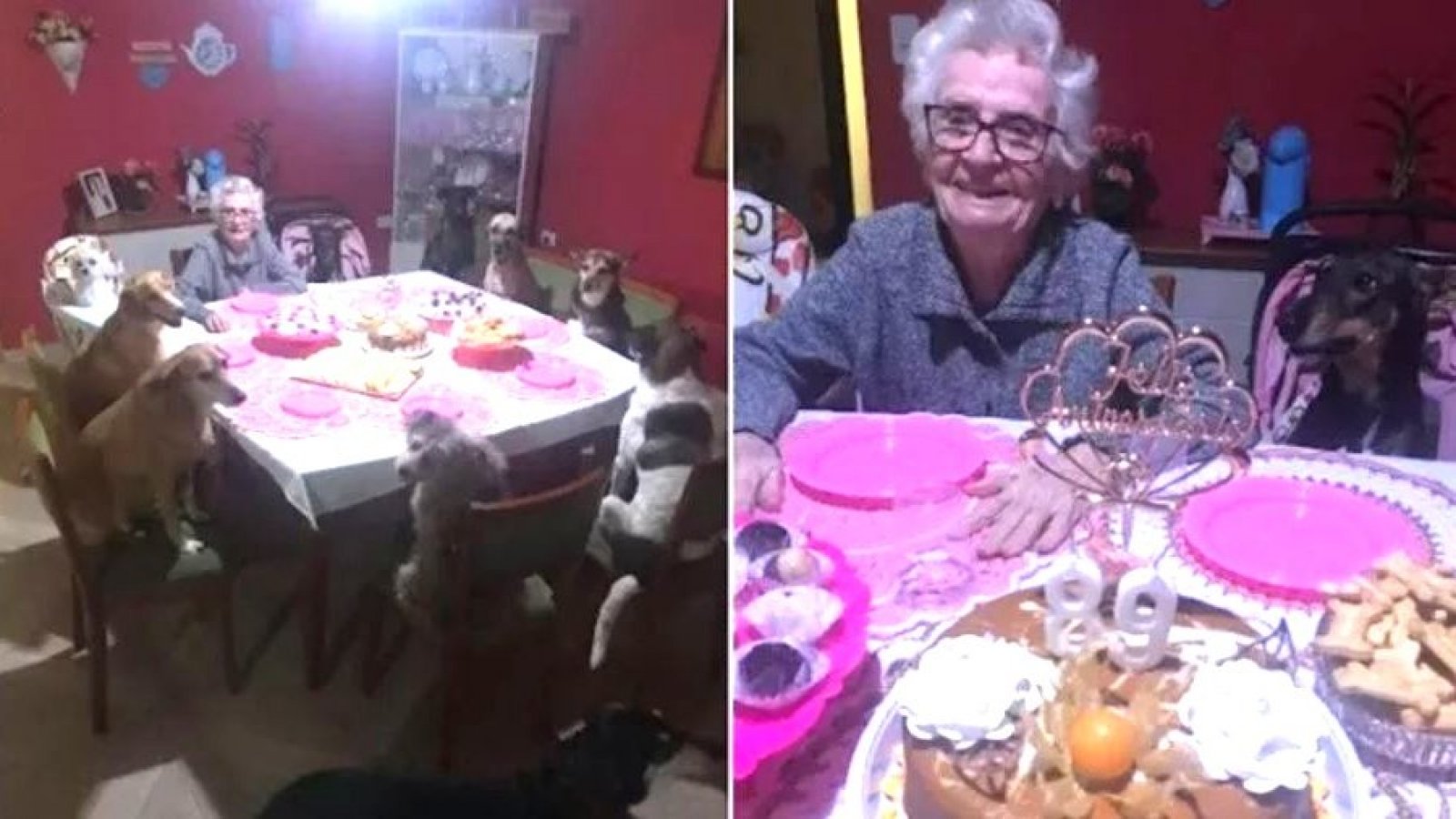 Mujer celebra cumpleaños junto a sus perros
