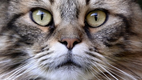 Los gatos que fueron parte del estudio lograron inmunidad al COVID-19