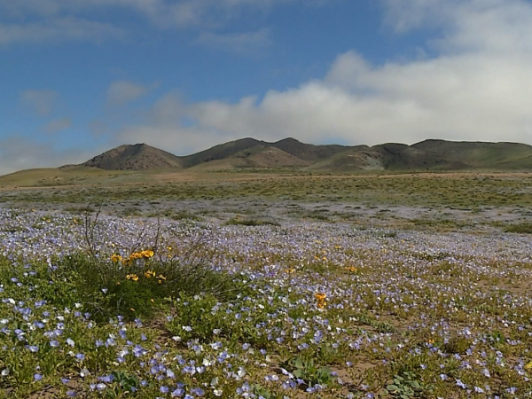 Totoral florido 24horas