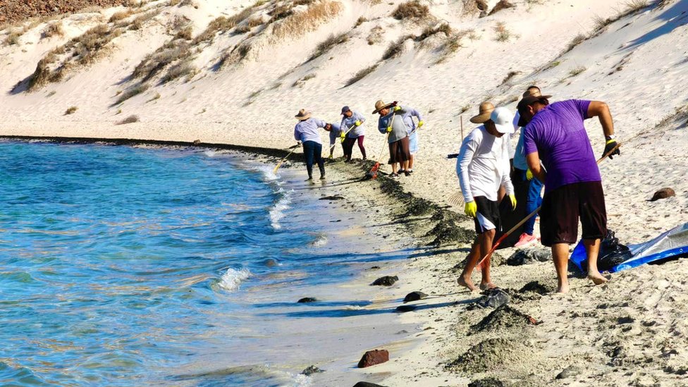Personas limpiando una playa
