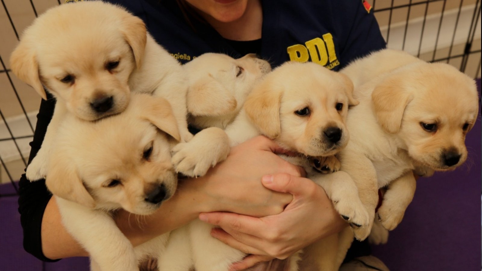 Perros de la PDI presentados a redes sociales