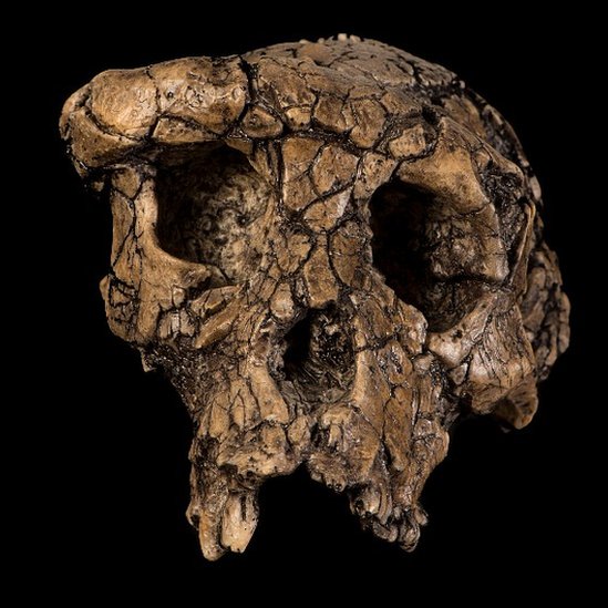 Cráneo de Sahelanthropus tchadensis