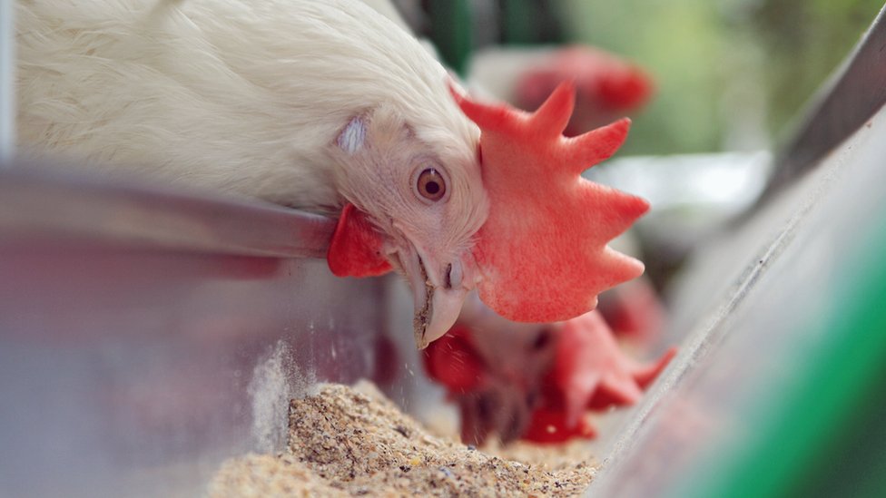 pollo