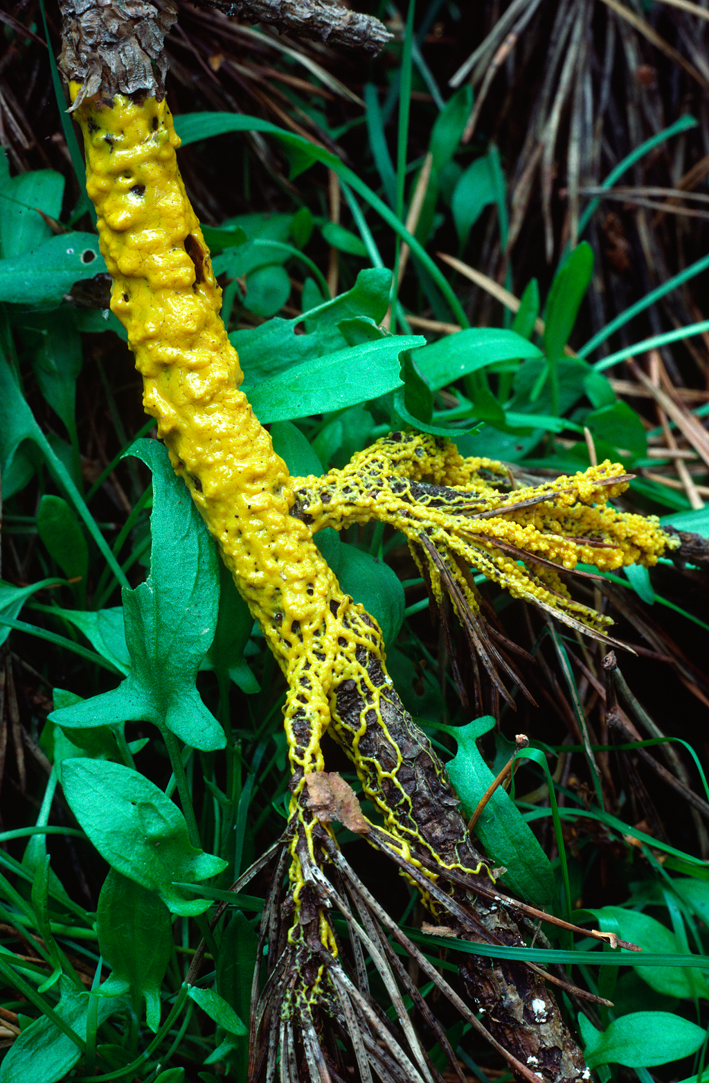Primer plano de Physarum polycephalum sobre una ramita de pino en un bosque de Norfolk.