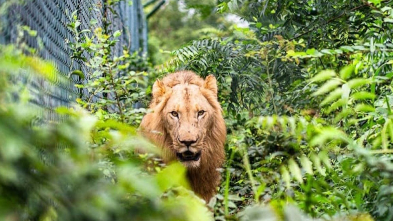 León del zoológico de Accra en Ghana