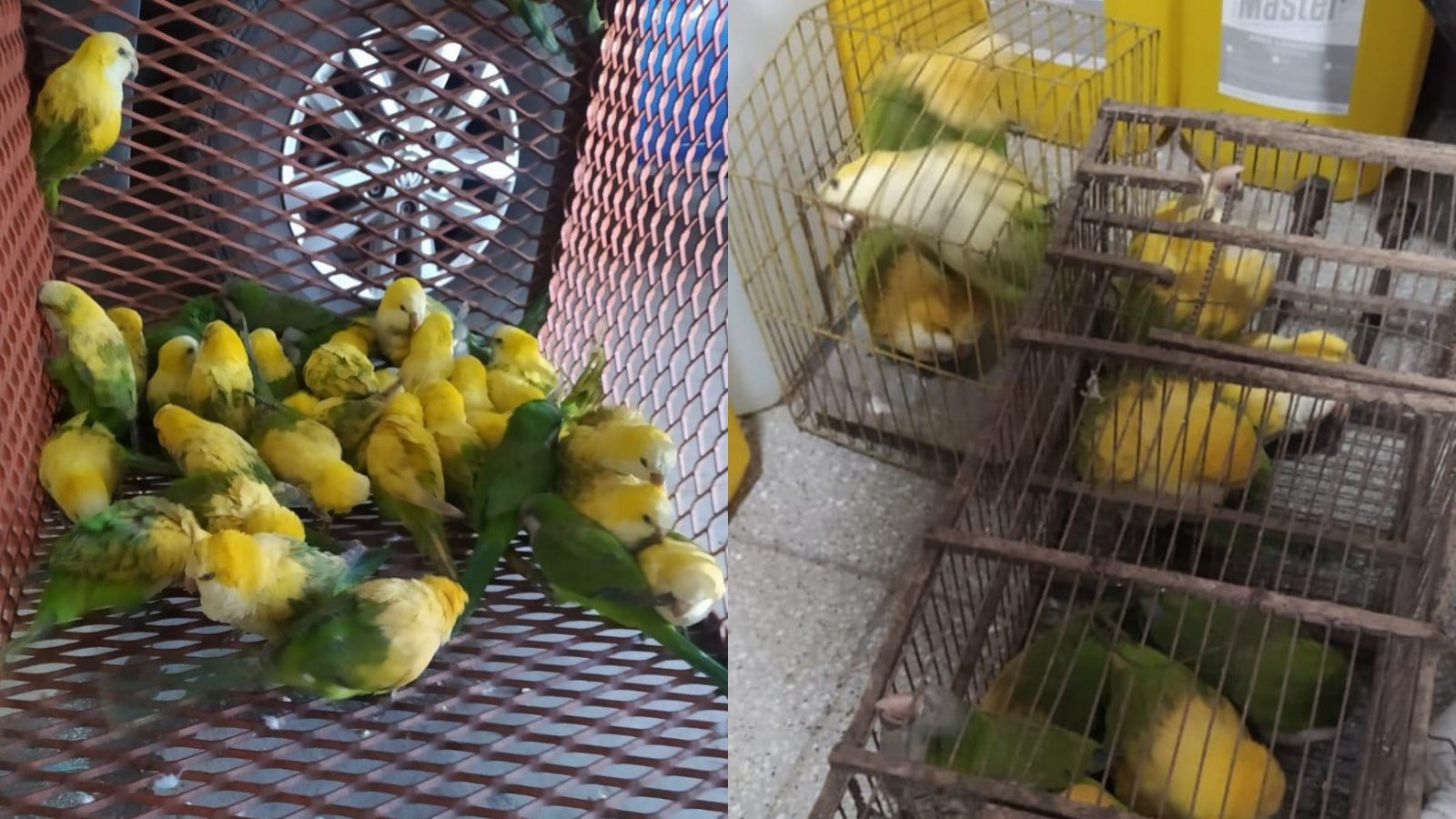 Loros rescatados en Argentina que fueron 'desteñidos' con agua oxigenada