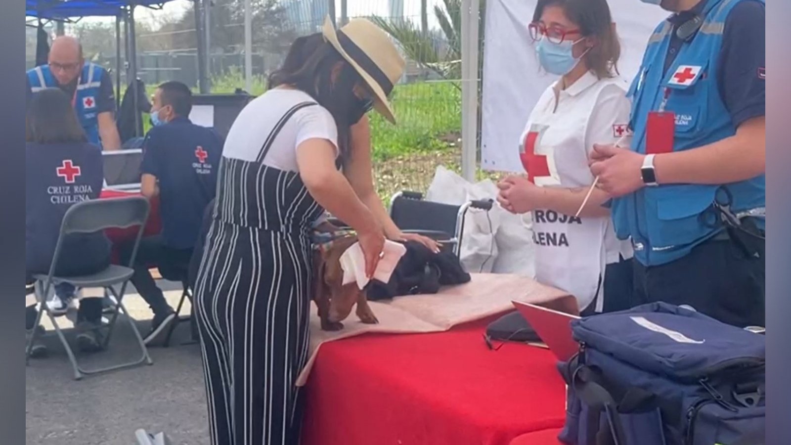 Perro herido en el Estadio Nacional