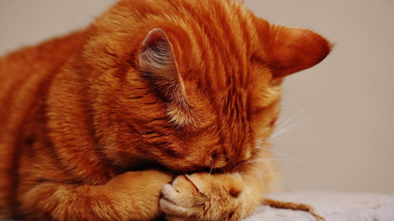 Joven acude muy temprano a votar para cuidar a su gatito enfermo