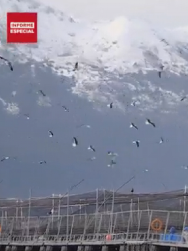 Caso Nova Austral, en la mira de la Superintendencia de Medioambiente