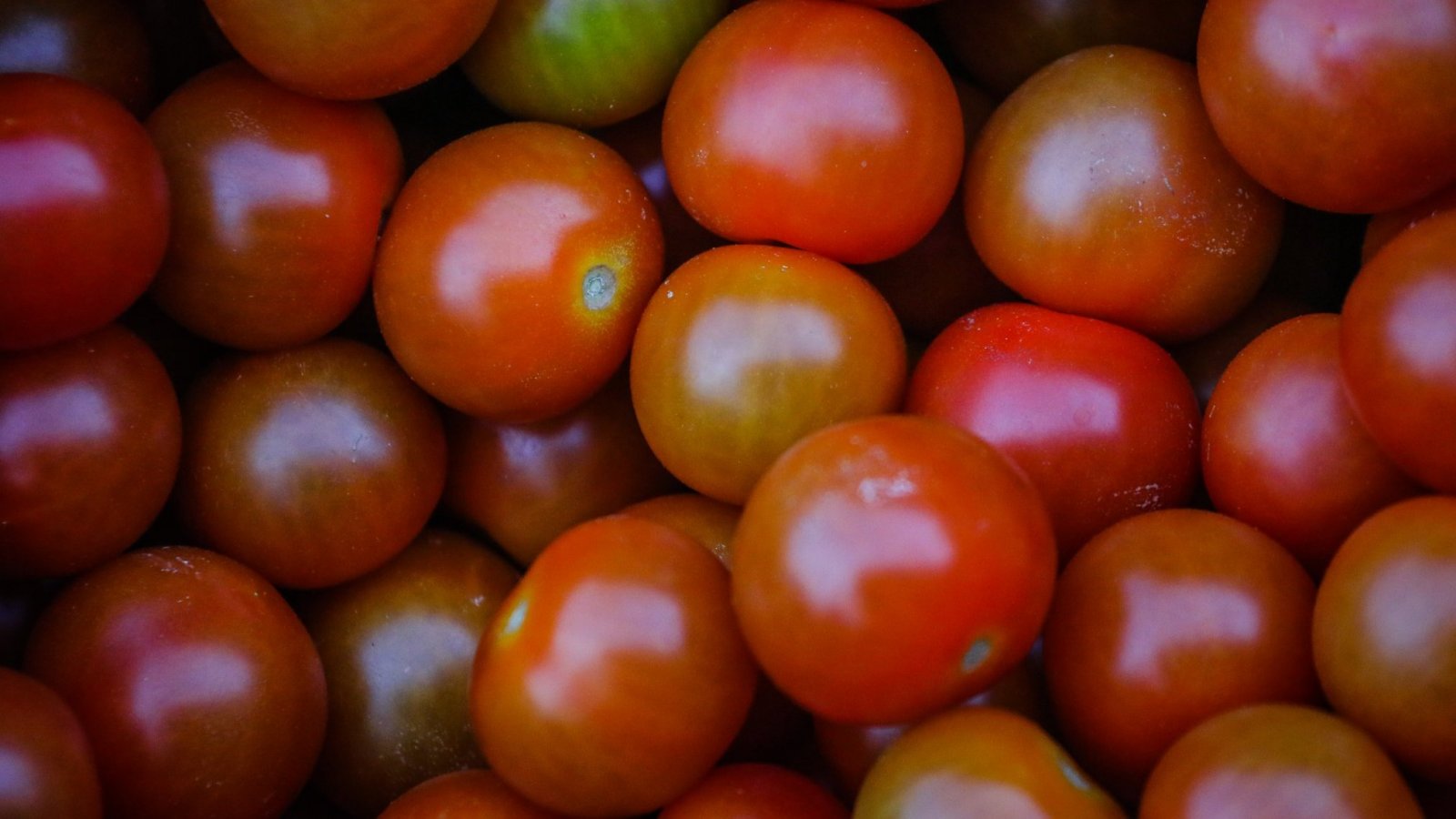 Los tomates fueron de los productos que más bajaron su precio en agosto