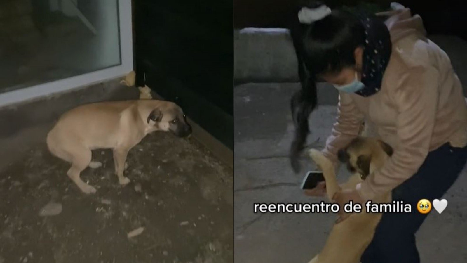 Reencuentro de perrito con su familia