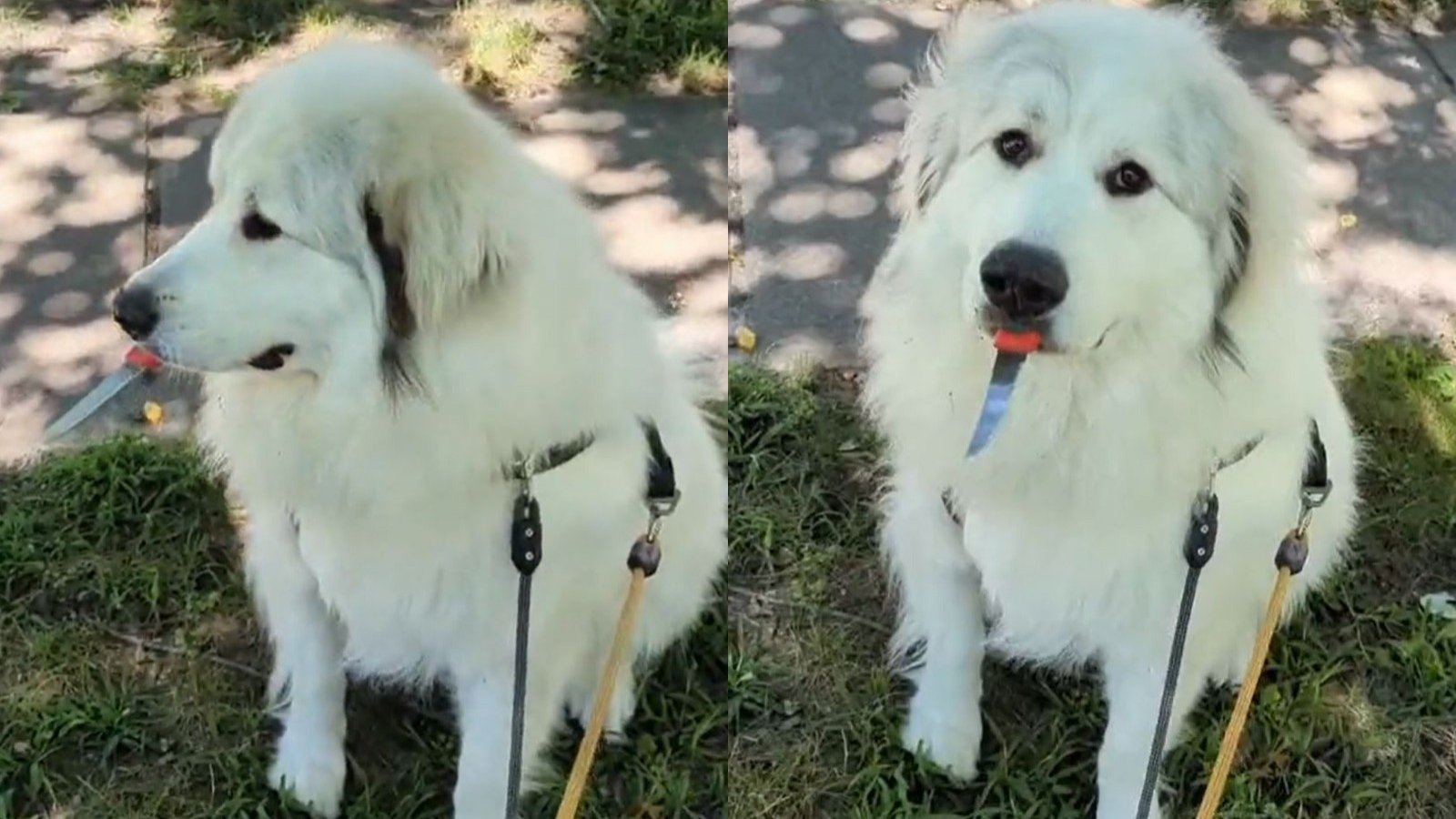 Paseador le ruega a un perro que suelte arma que encontró en la calle