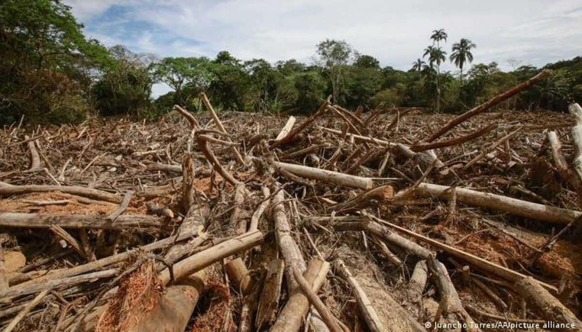 La agricultura impulsa más del 90% de la deforestación tropical | 24horas