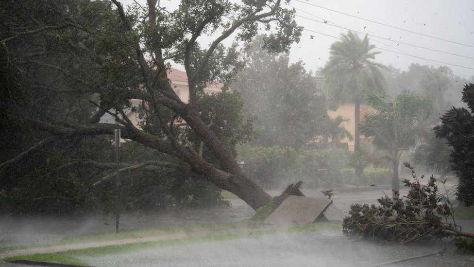 Arbol caído en mitad de la acera debido a los fuertes vientos.