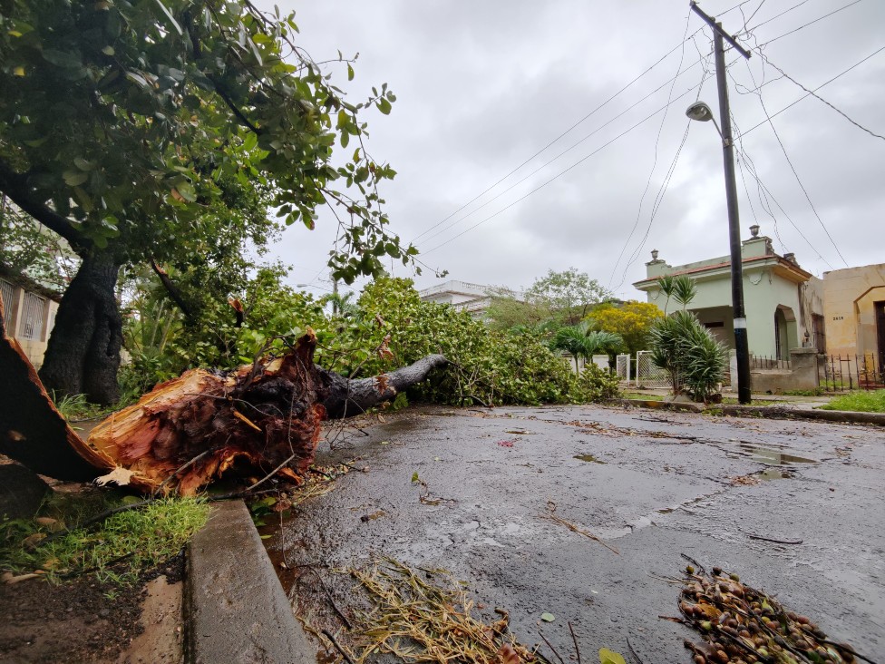 Un enorme árbol caído en mitad de una calle en Cuba.